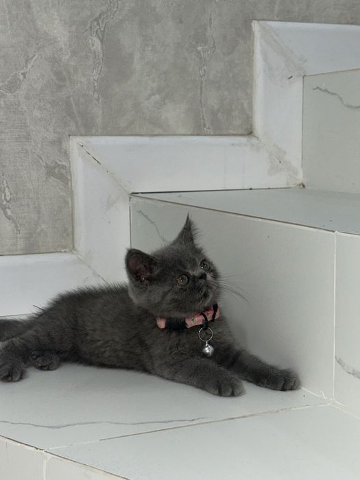 ekzotik mushugi sotiladi