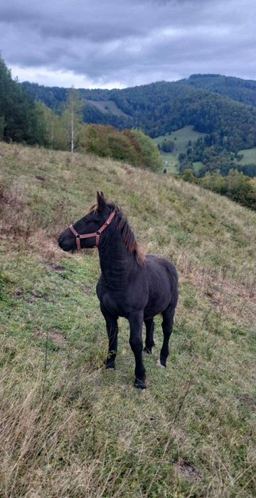 De vânzare mânz de 5/6 luni