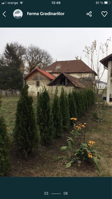 Tei / Mesteceni / Plante Ornamentale