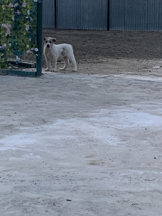 Продам Алабай Сао щенки