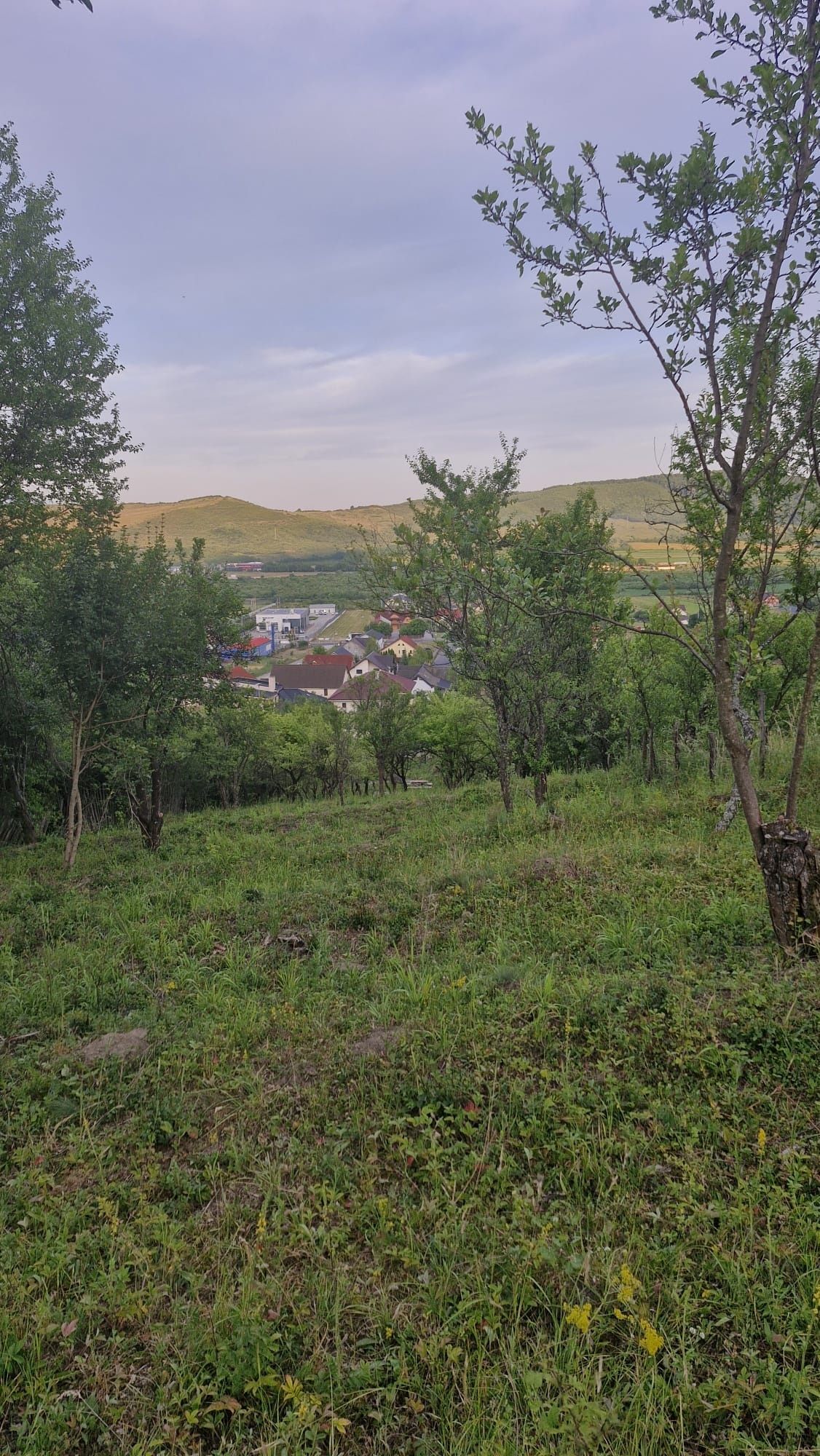De vanzare teren intravilan 2500 mp în Viisoara