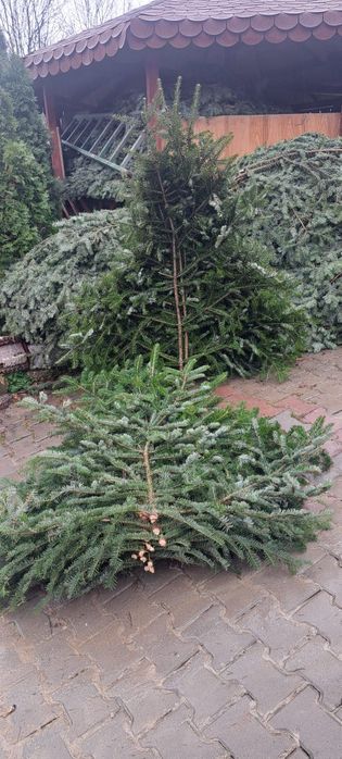 Cetina ,craca de brad