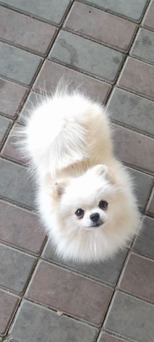 Карликовый шпиц на вязку