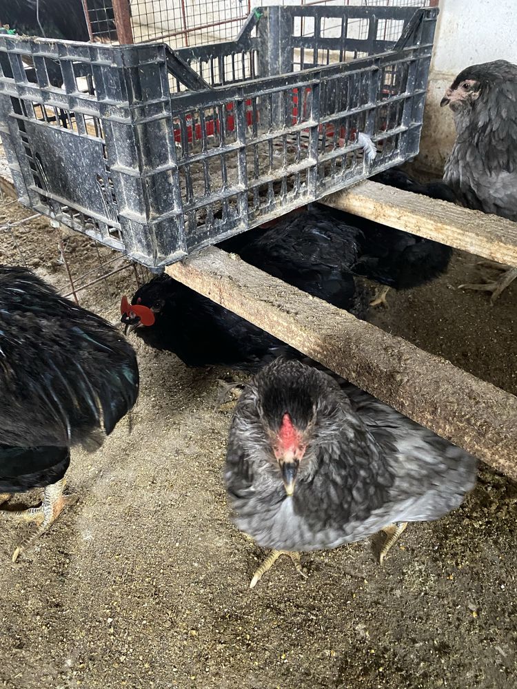 Gaini si cocosi australorp plymouth araucana