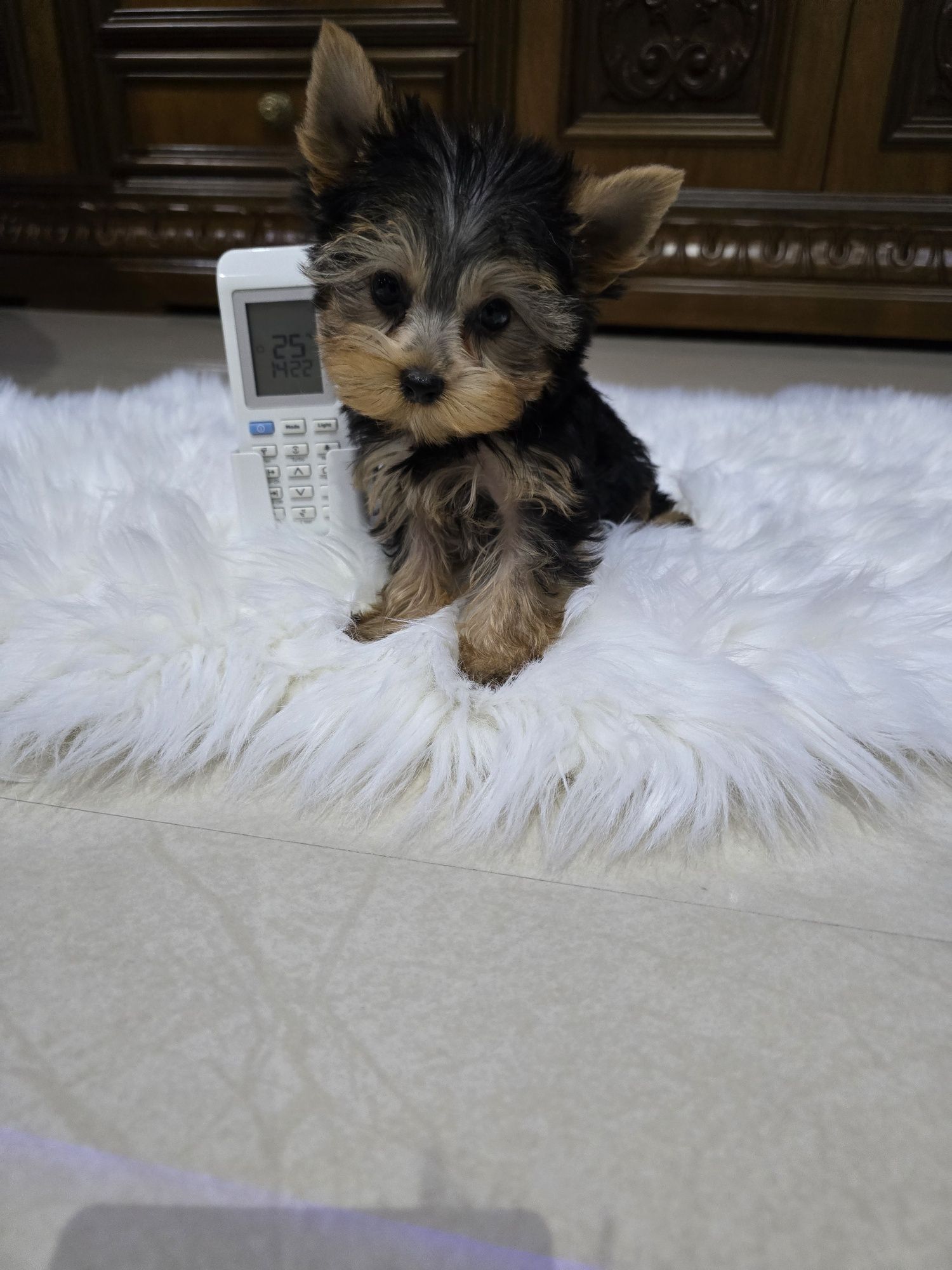 Yorkshire terrier mascul