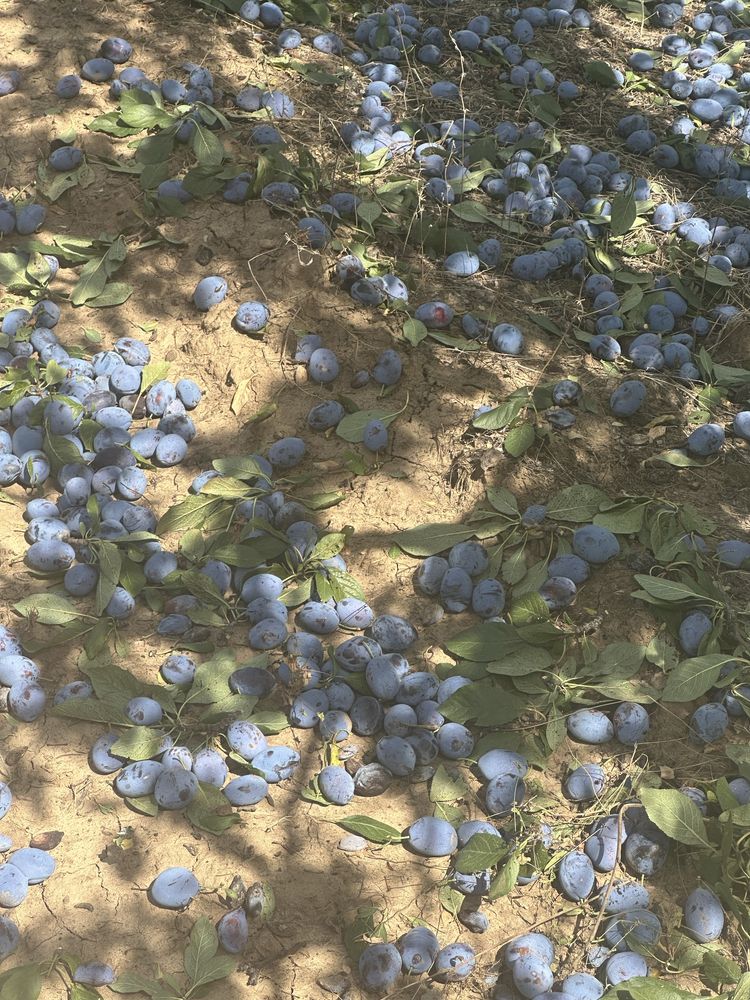 De vanzare prune de palinca sunt astazi in zona la dumneavoastra