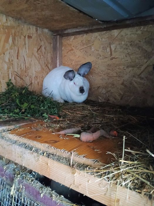 Iepuri uriaș de Transilvania