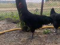 Vand Cocos Australorp