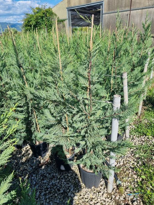 Platani/Tuia leylandi/ Mesteacăn/Brazi