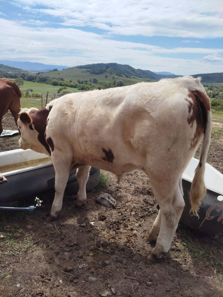Vaca cu vitel de 7 luni