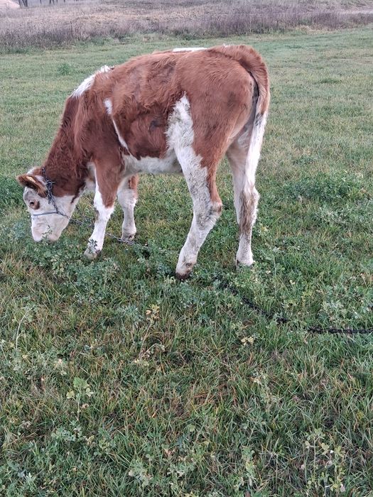 Vitea baltata românească