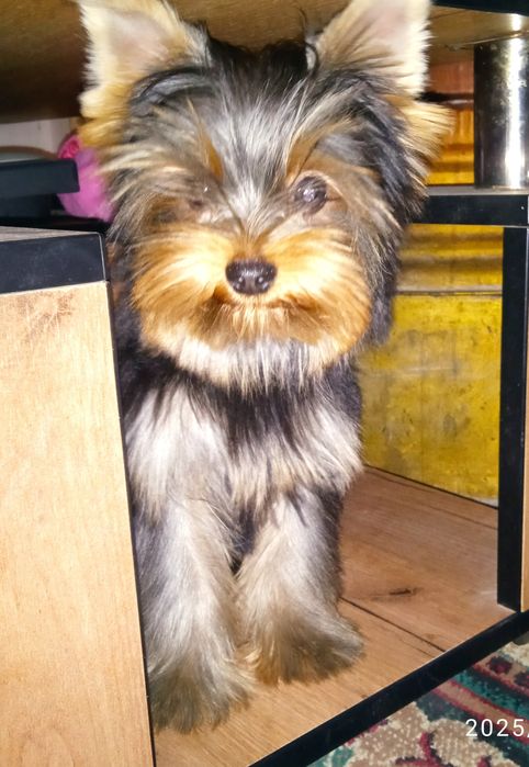 Щенки йоркширского терьера