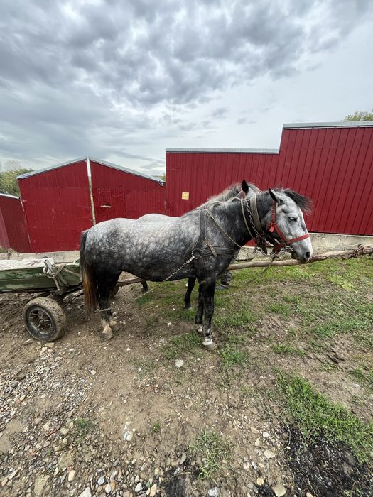 De vanzare 2 cai intre 2 si 5 ani