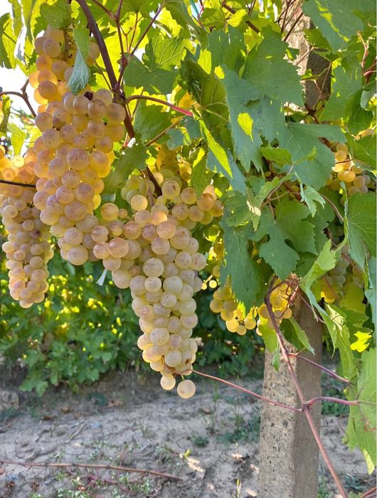 Struguri de vin