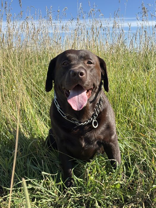 Выставочный лабродор ищет невесту