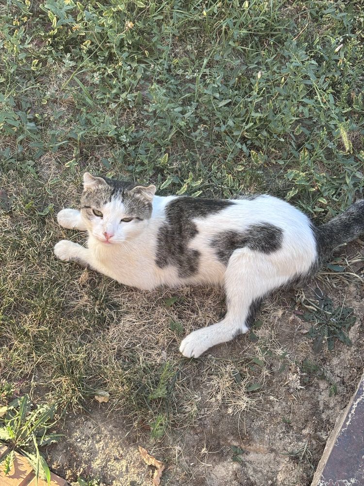 Кошка породистая голубоглазая