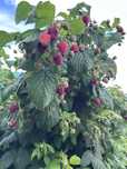 Продам саженцы поздней малины сорта Патриция