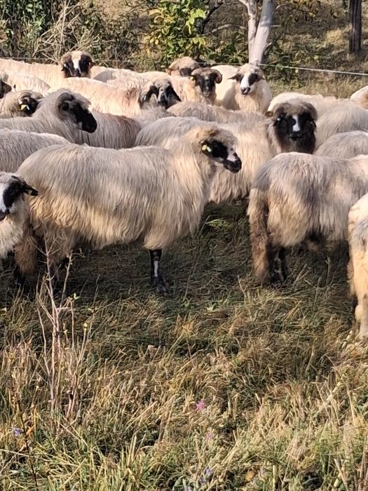 Oii de vanzare mai multe detalii la telefon