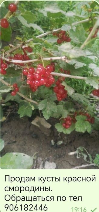 Растишки на посадку