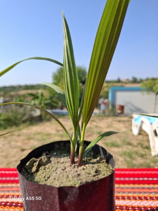 Палми  Варна  производител