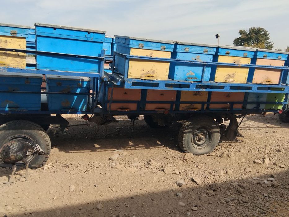 Asal ari vagon sotiladi