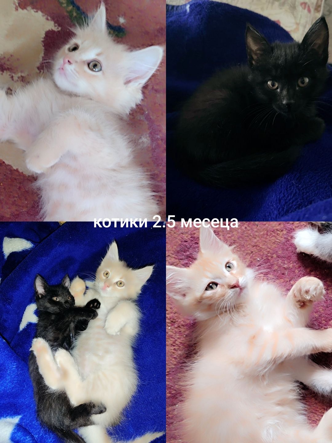 Продаются котята домашние