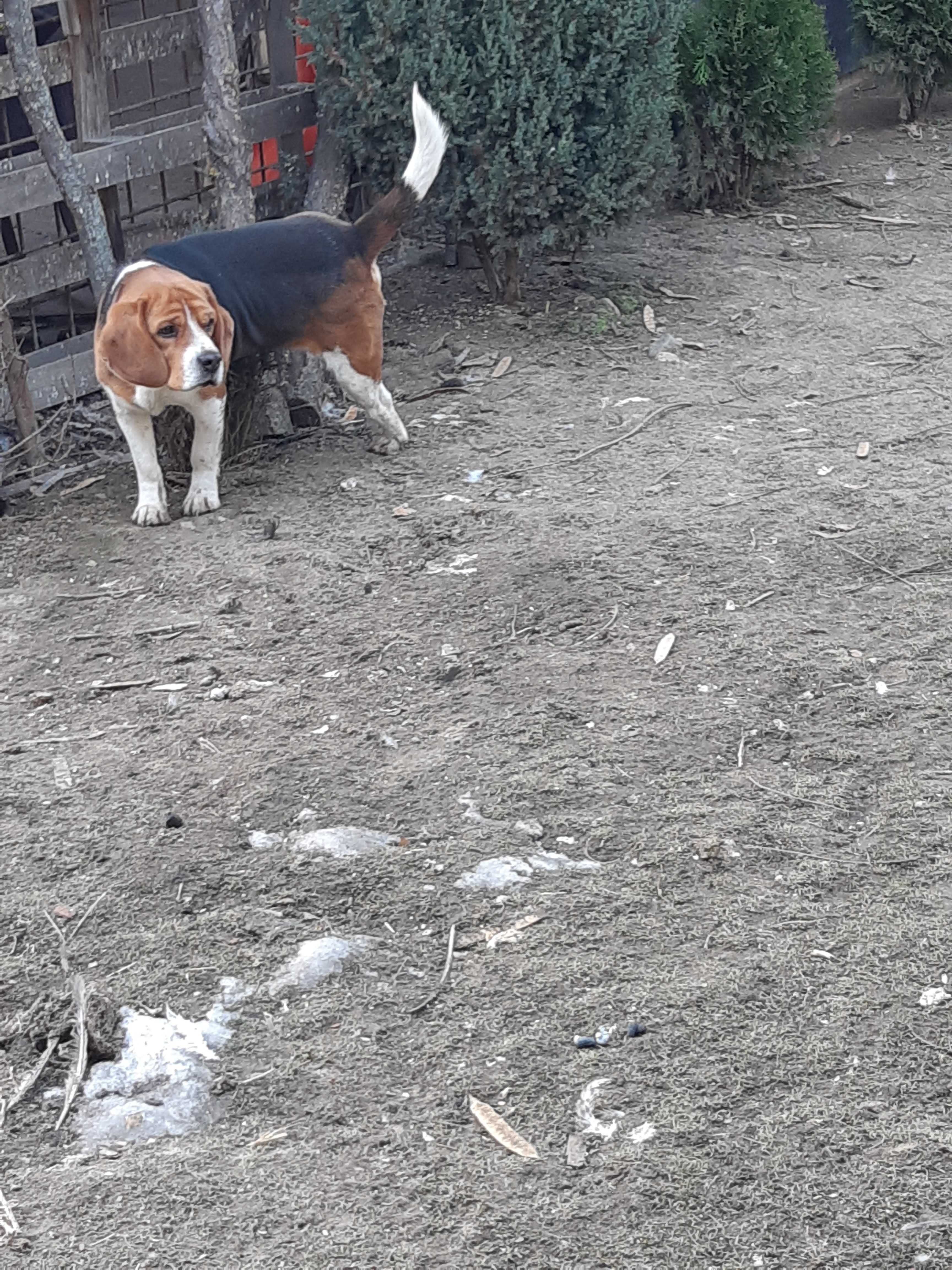 Mascul beagle rasa pura