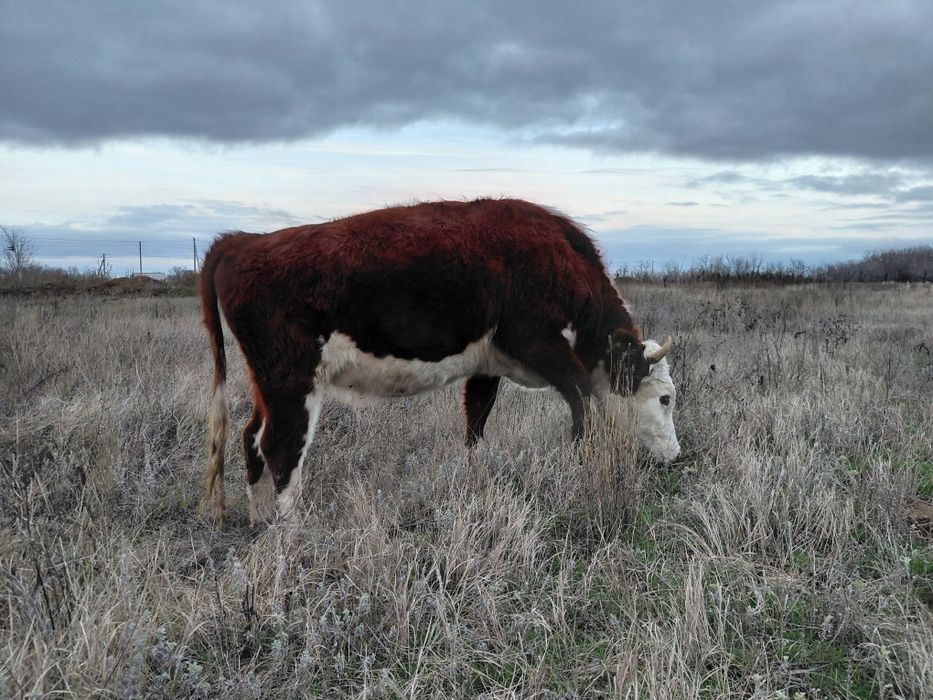 Қашар сатылады!!!