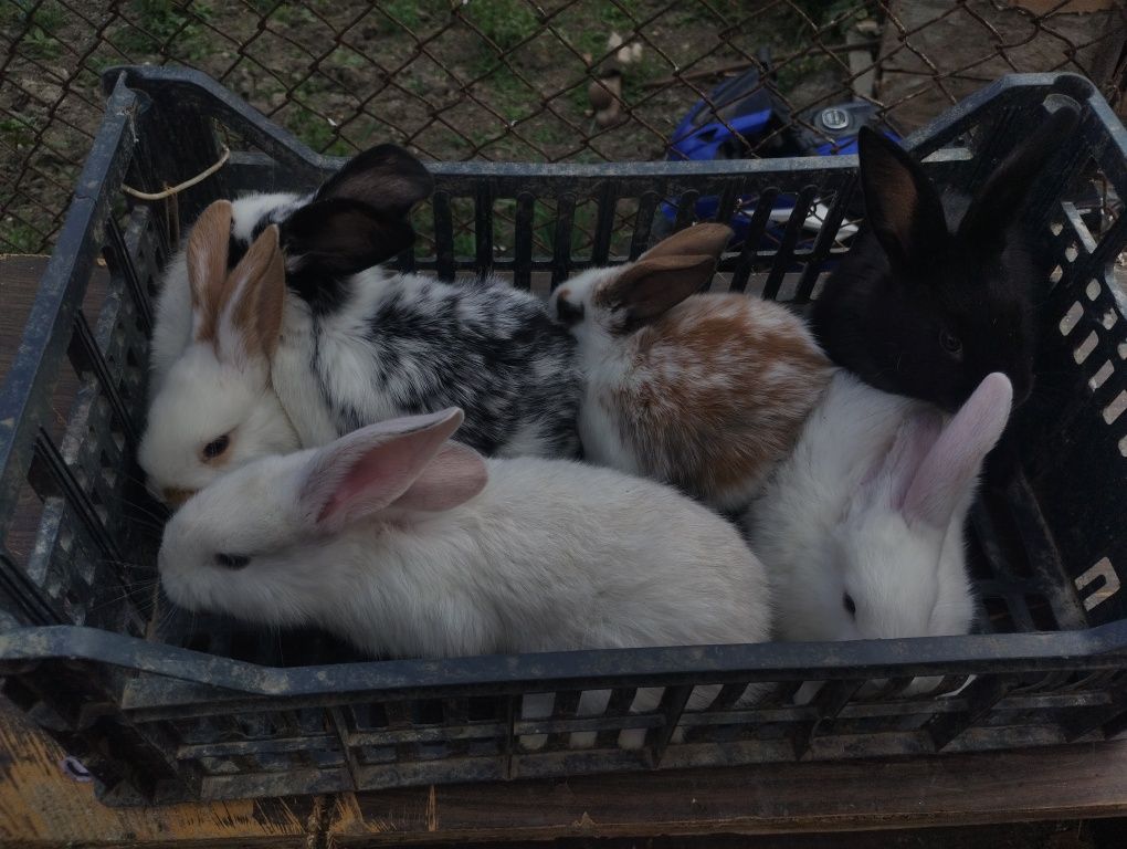 De vînzare iepurași de 2 luni sau schimb cu porumb boabe