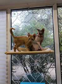 лежак гамак для кошек крепиться на окно