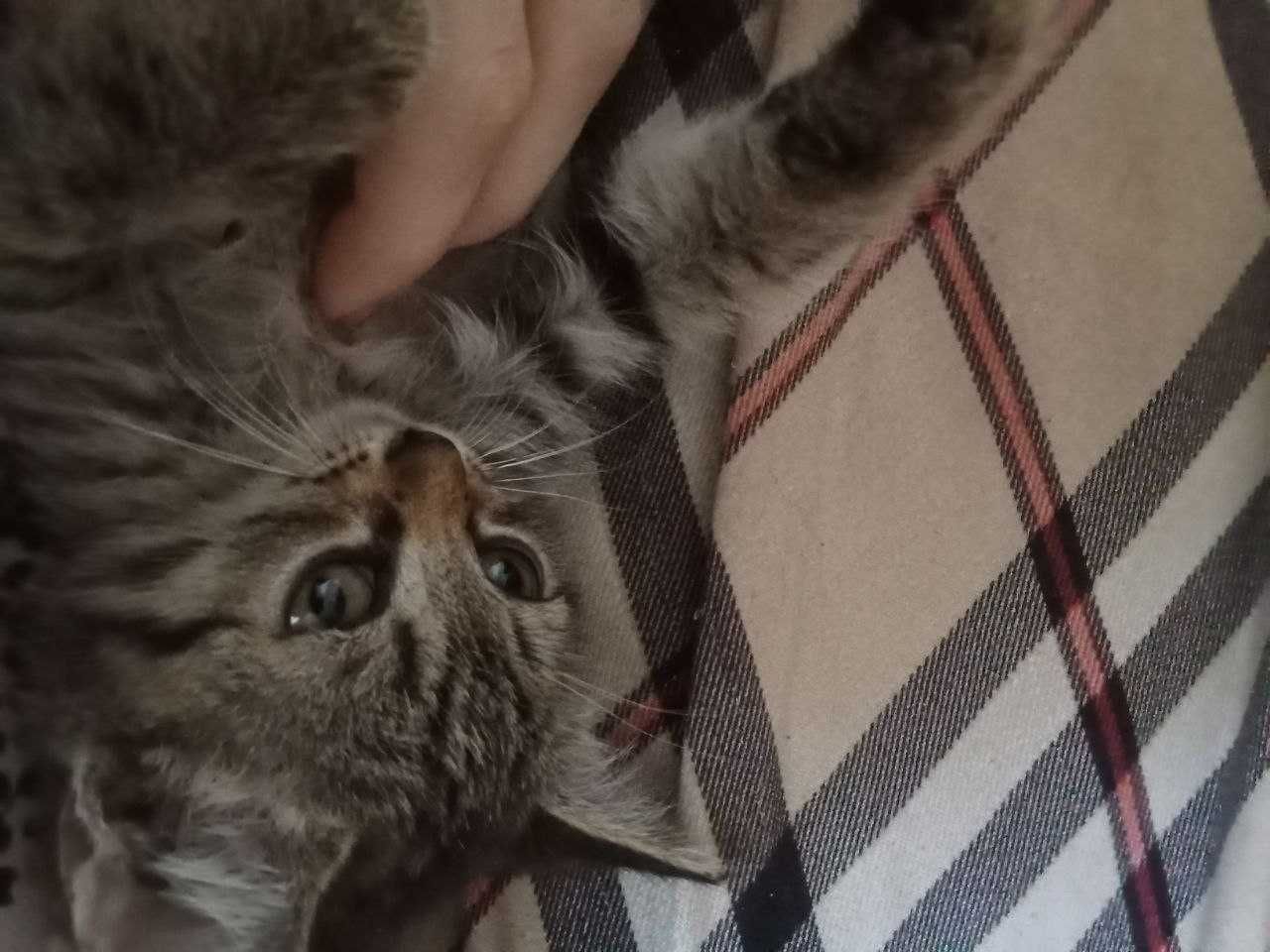 Бесплатно! Котята 3 месяца. Приучены к лотку