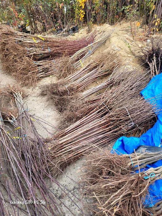 Ciresi, Arbusti, Prun top taste, top hit, diverse soiuri calitate 1