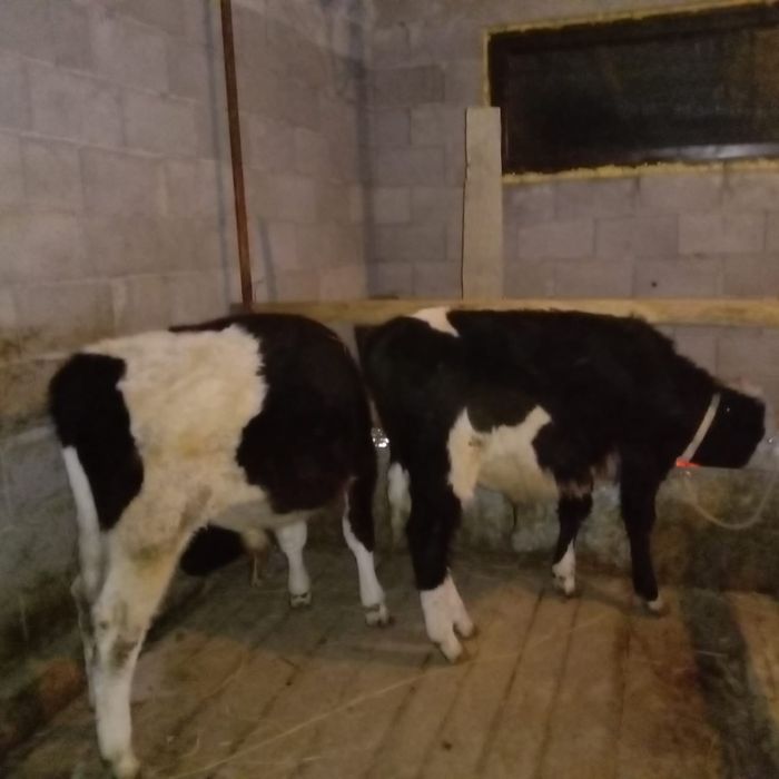 Продаю срочно бычков