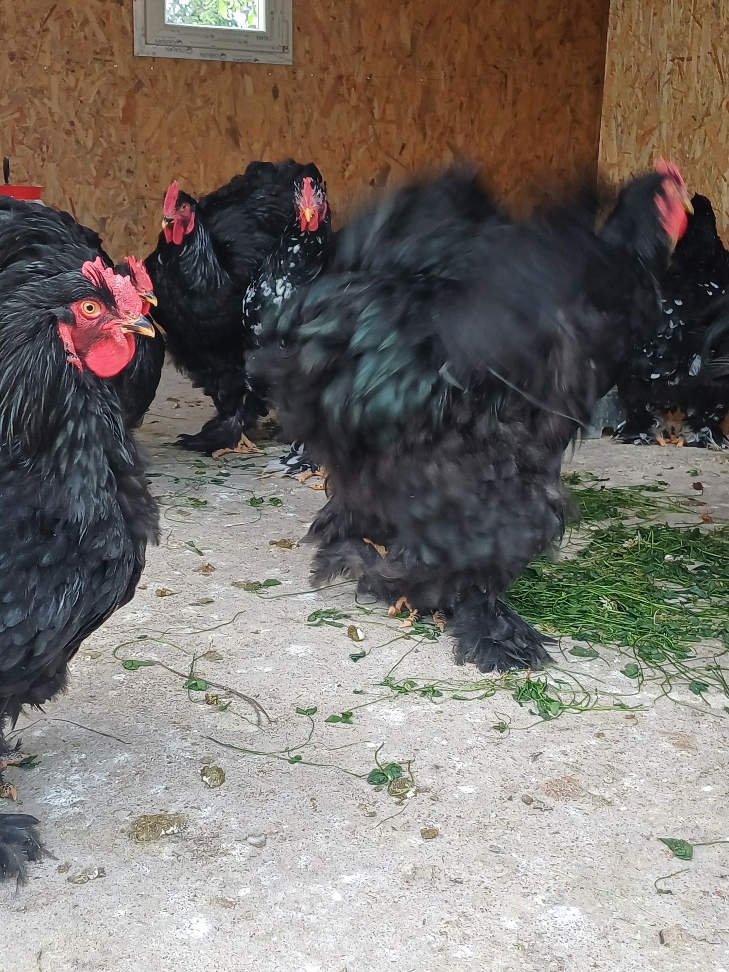 Vând Cocoși Cochinchina