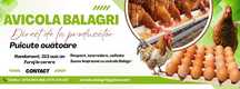 Comandă acum - Puicuţe ouătoare – Lot Limitat
