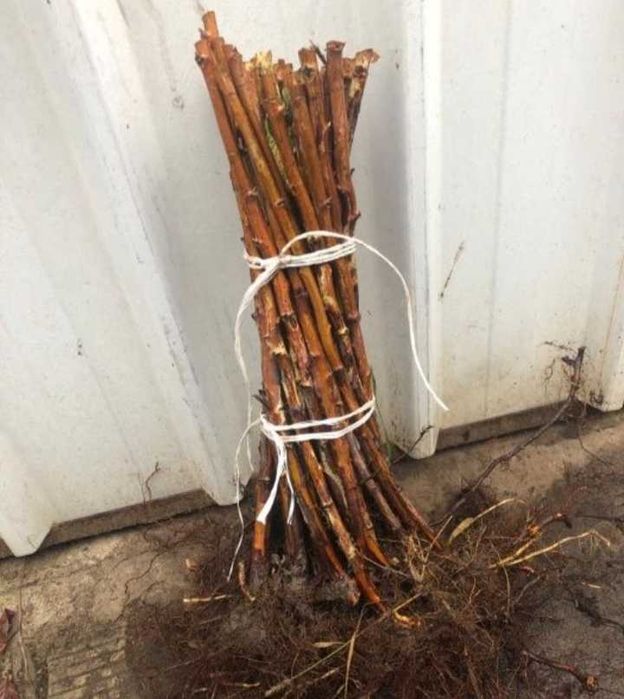 Puiete De Arbori : Tei / Mesteacan  / Paltin / Puieti Forestieri