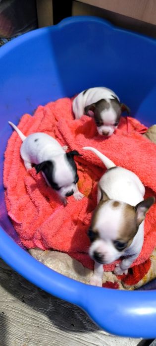 Отдам в хорошие руки, кутята Чихуахуа родились 4 ноября, 3 мальчика