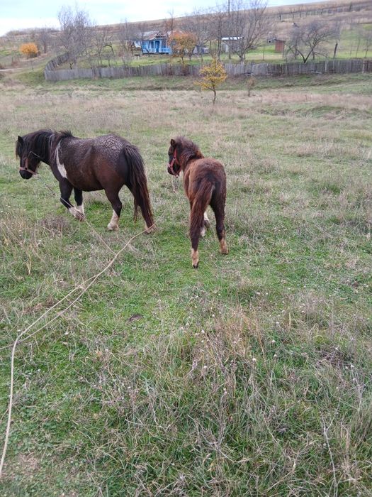 Ponei iapă și manză