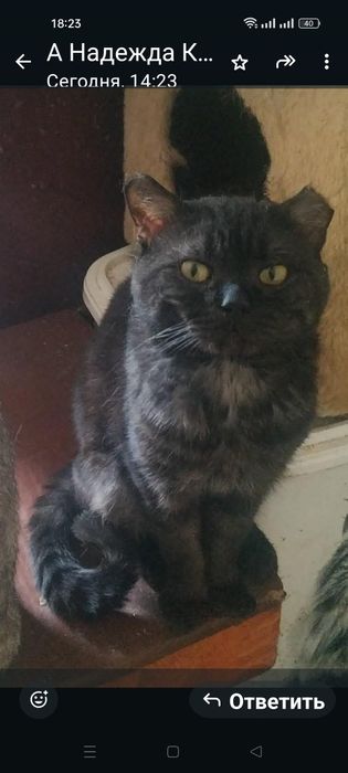 Дарю породистого кота