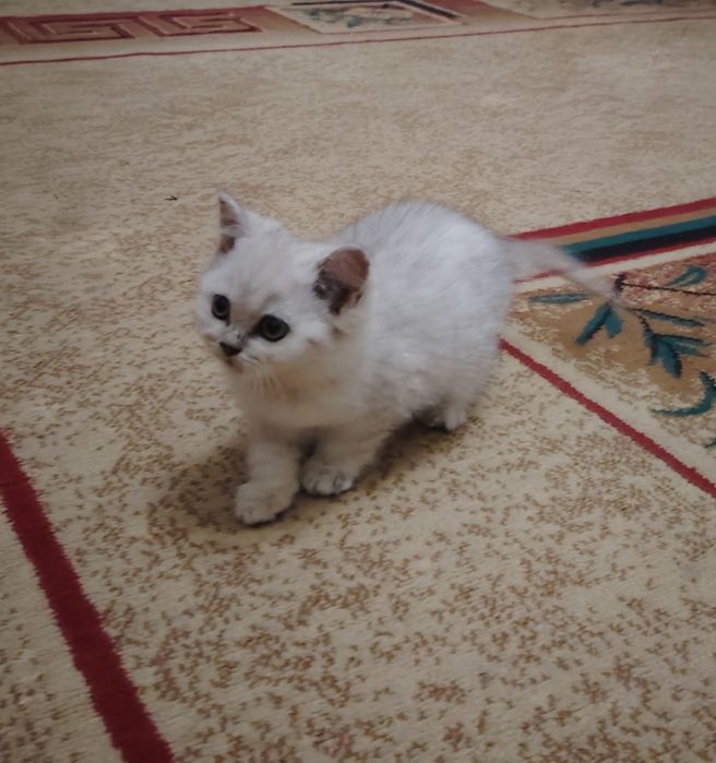 Продаётся котята серебристая шиншилла скотиш фолд и страйт