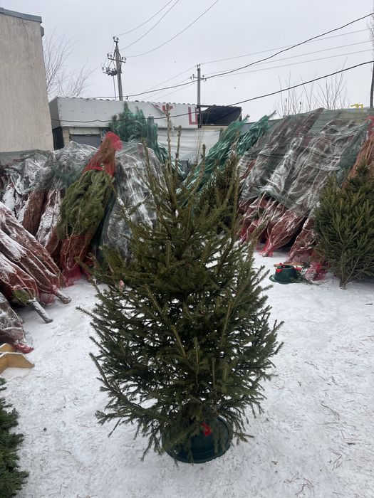 Новогодние елки ( ель , сосна)