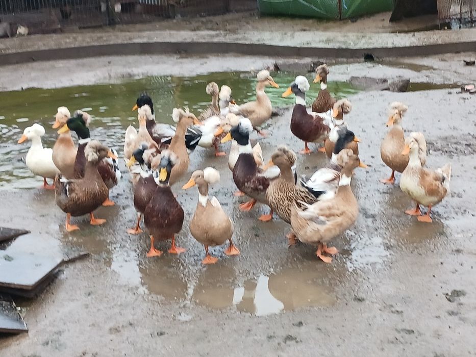 Rate românești moțate