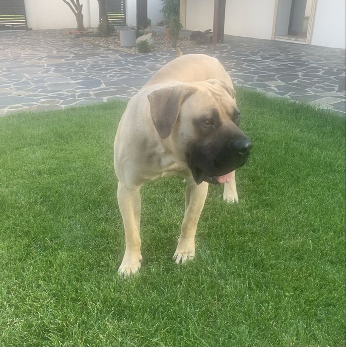 Presa canario mascul cu pedigree