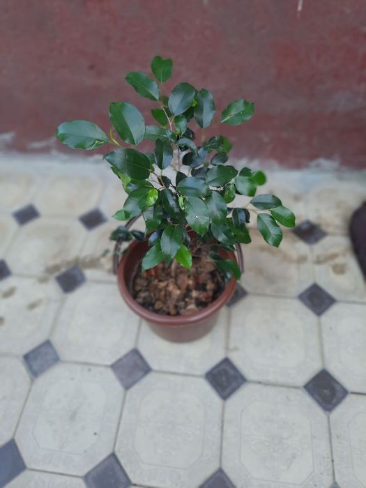 Tabiiy, tuvakdagi gullar