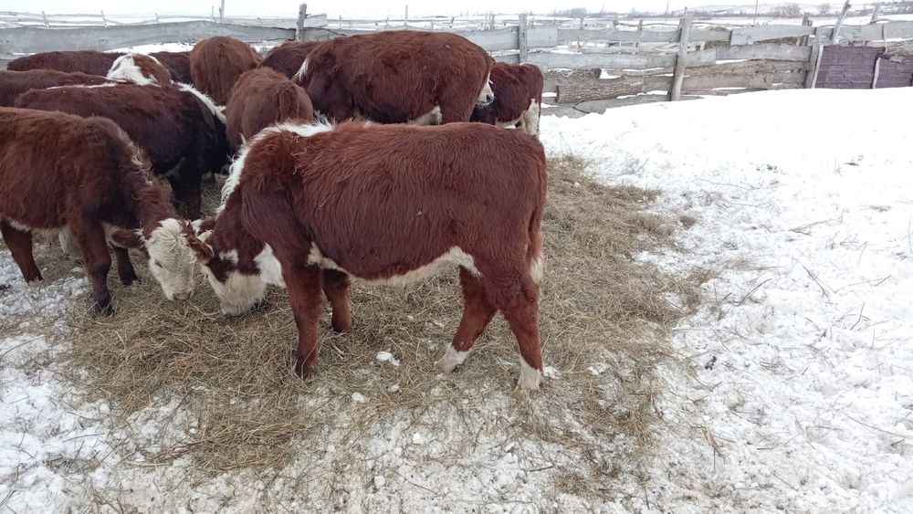 Соғымға ұрғашы ірі қара мал