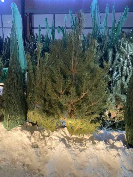 Новогодний живые Ёлки