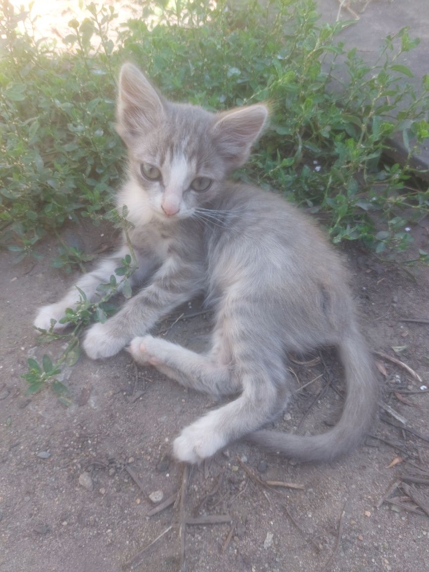 Отдам котенка, есть мальчик и девочка