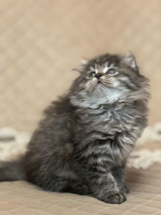 Сибирские котята