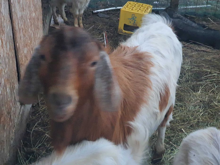 Vind Tap Anglonubian