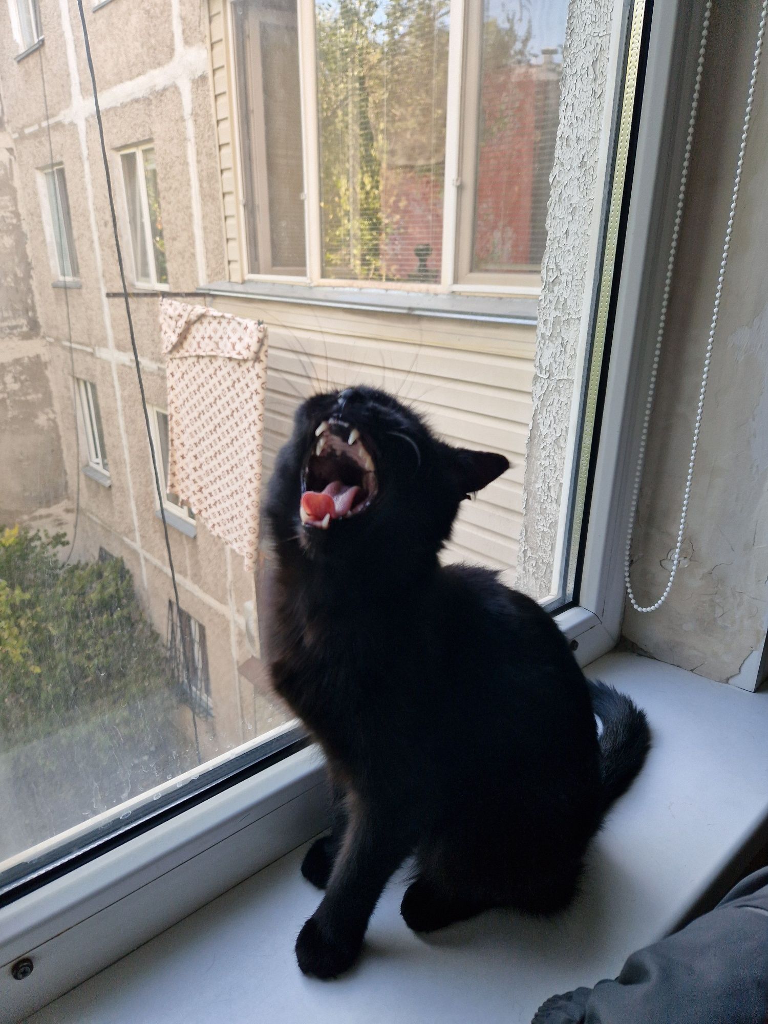 Кошечка ищет дом